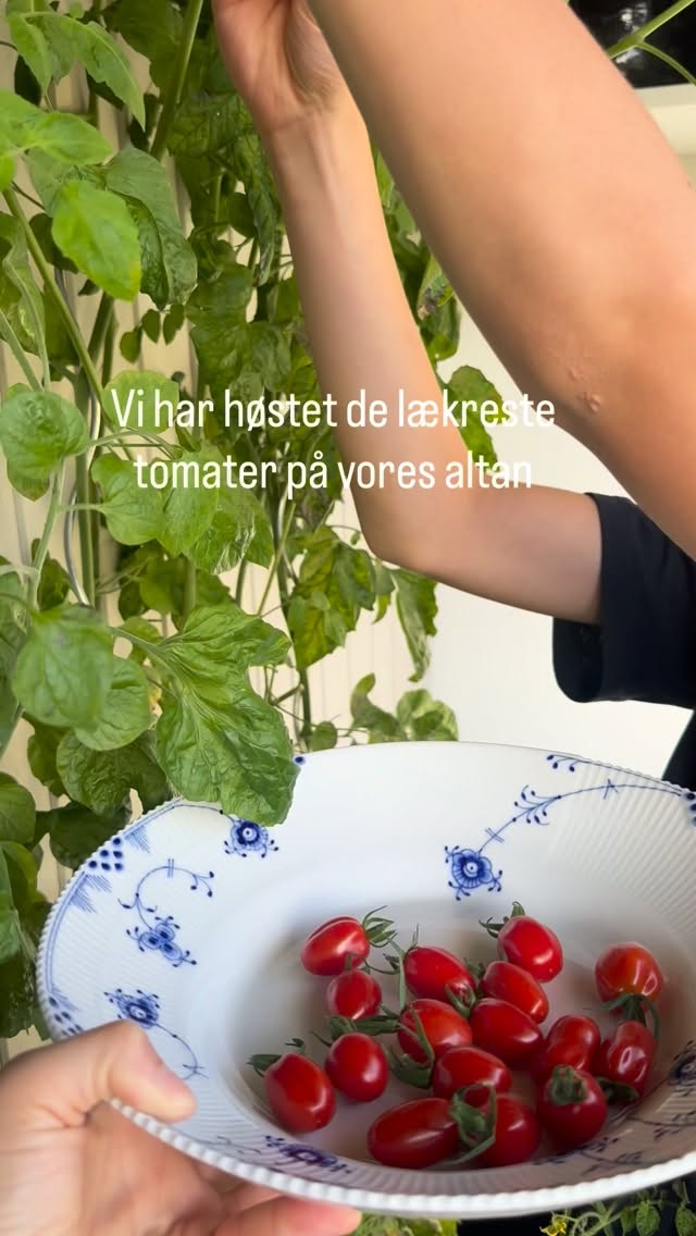 KAN DU HELLER IKKE FÅ NOK AF TOMATSALATER? 💚❤️🌱🍅

Denne her er noget særligt. Den er nemlig lavet med hjemmedyrkede tomater, og det er bare som om at det smager lidt bedre 🥹🥰

Husk at gem denne her ✔️
Opskrift:
▫️et par håndfulde rucola 
▫️200 g cherrytomater 
▫️1 avocado 
▫️1 donut fersken
▫️et par håndfulde frisk basilikum 
▫️ 50 g feta eller puckost
▫️ Balsamico glace 
▫️Friskkværnet peber 
Skær tomater i halve, skær fersken og avocado i tern. Pluk basilikum og hak bladene fint. Bland med tomater, avocado og fersken. 
Kom rucola på en fad hæld tomatblandingen hen over. Smuldr feta på toppen og pynt med balsamico glace. Krydr med friskkværnet sort peber. 

Velbekomme 😘

Jeg har plantet 3 forskellige tomatsorter på min altan 👩🏼‍🌾
San Marzano - Krebs Linea
San Marzano - Krebs Elena 
Blommetomat - Krebs black Vega 

•
•
•
#dittelykkebergmadblog #tomatsalat #hjemmedyrketgrønt #hjemmedyrkedegrøntsager